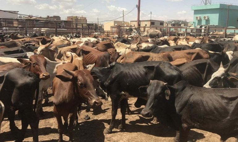 Bu ölkədə Qurban Bayramı