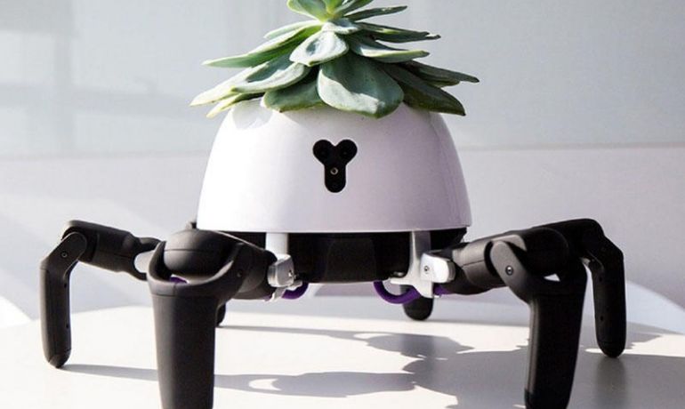 Robot bağban otaq bitkilərinə qulluq edəcək