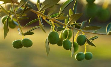 Bakıda sahibsiz bağlardan yığılan zeytun hara gedi
