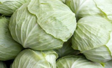 Azərbaycanda 15 kiloqramlıq kələm yetişdirilə bilə