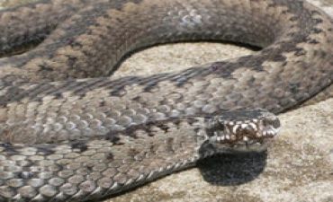 Türk futbolçular: biri 