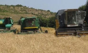 Taxıl biçmək istəyən fermerlər kombayn tapa bilmir