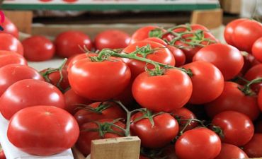 Rusiyada tonlarla Azərbaycan pomidoru satışdan yığ