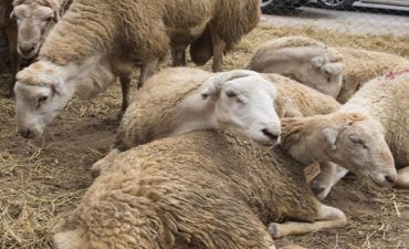 Bəzi yarmarkalarda qurbanlıq heyvanlar ucuzlaşıb -