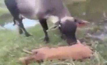 İnək balasını öldürən anakondaya hücum etdi - VİDE