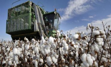 Bu il tədarük olunan pambığın miqdarı açıqlandı