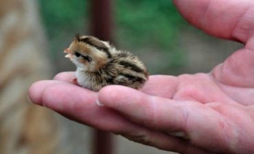 Barmaq boyda heyvanlar... - FOTOSESSİYA