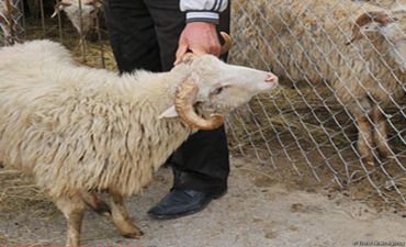 Qurbanlıq almaq istəyənlərin nəzərinə